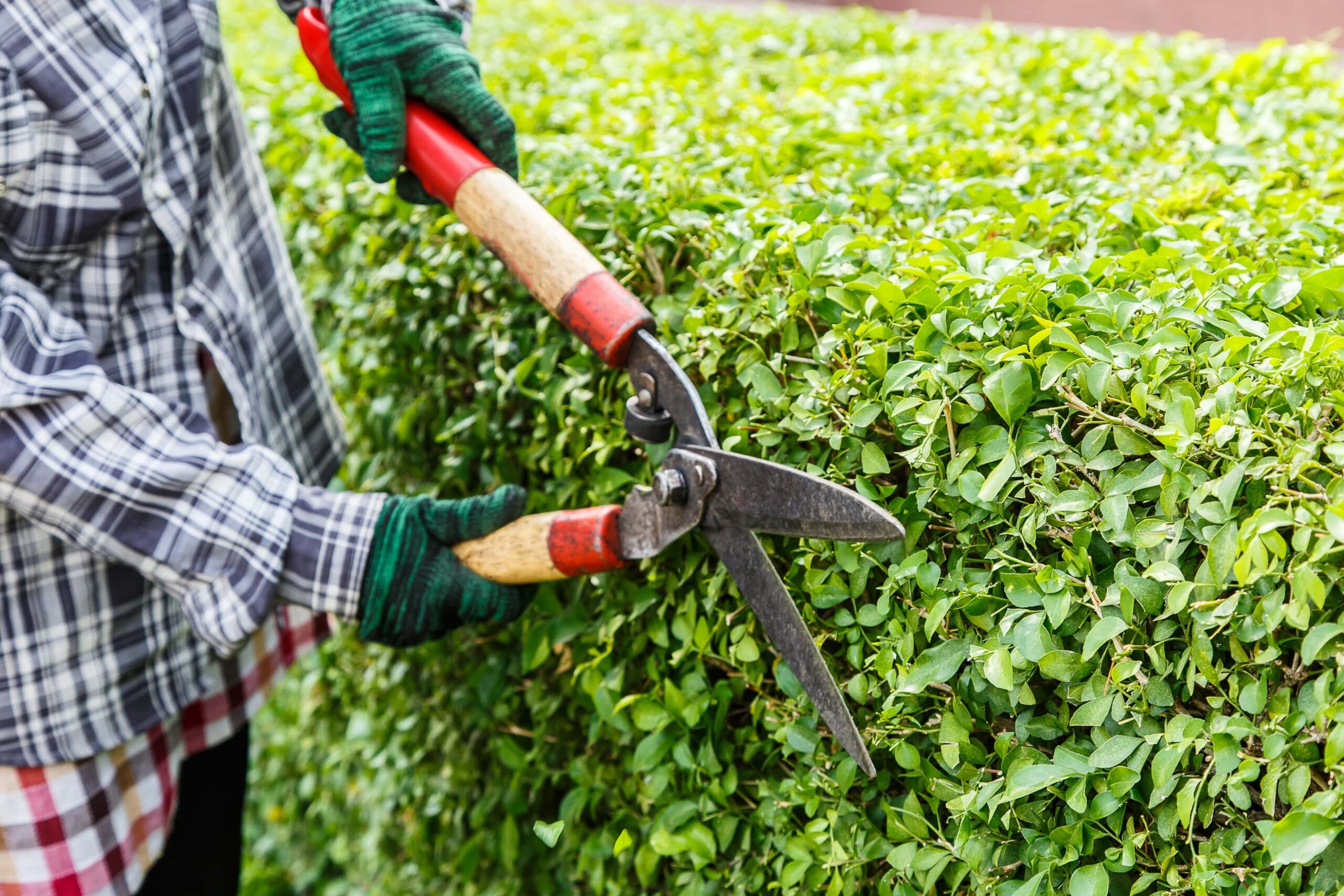 Expert Tree Trimming