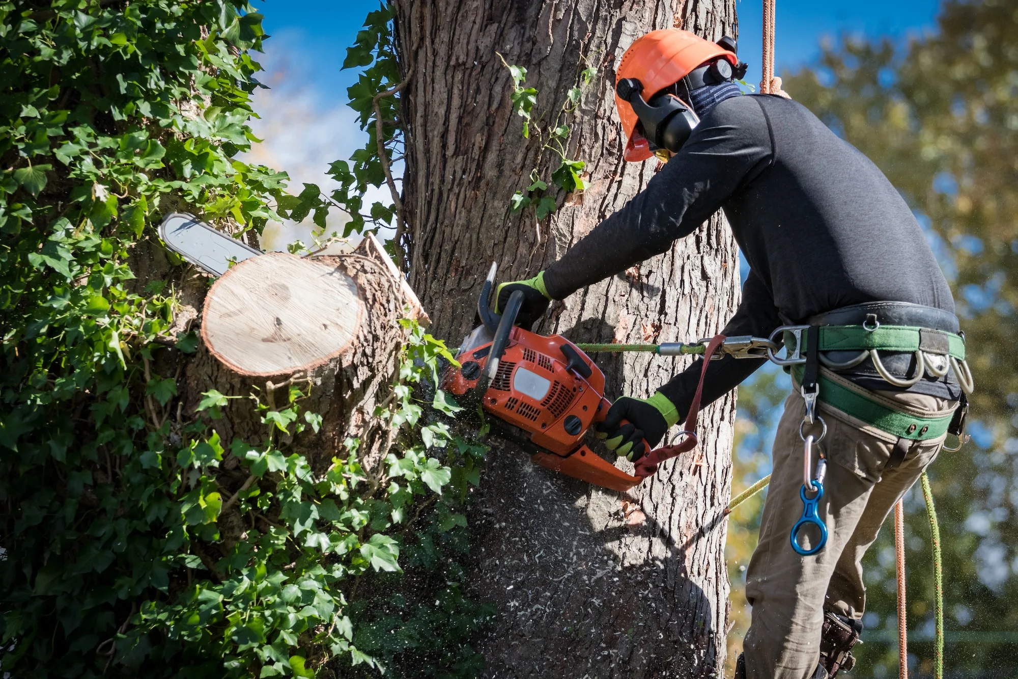 Tree Service In Vancouver, WA